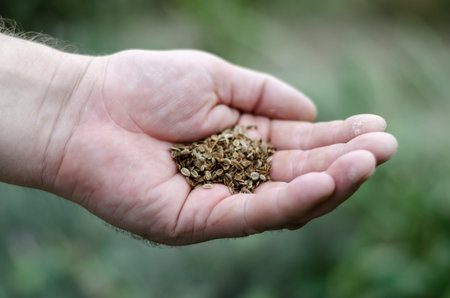 Close-up of a hand with dill seeds. Dried seeds in mans palm opposite Blurred green background....