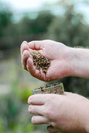 A hand pours dill seeds into a glass jar. Dried seeds in mans palm opposite Blurred green background. Outdoor. Selective focus.の写真素材