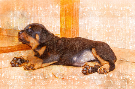 Funny Puppy sleeping on the floor of the living room. A three-month-old female Rottweiler dog snoozes with her head on the threshold. Pets. Digital watercolor paintingの写真素材