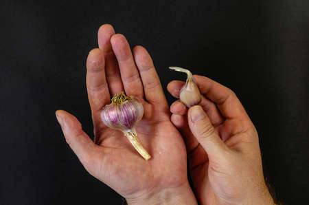 Male calloused hands holding a ripe head of garlic against a dark gray background. Hand with raw ripe garlic in the rind. View from above. Flat lay. Copy space.の写真素材