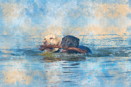 Black and white dogs swimming holding a branch with their teeth. A female Rottweiler and a cream-colored male Labrador. Pets. Digital watercolor painting.の写真素材