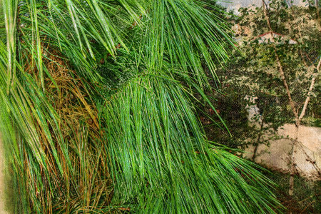Narrow long green leaves of tropical plants with raindrops. Tropical rain. Digital watercolor...