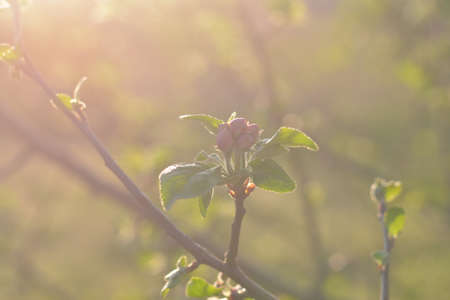 A blossoming apple tree branch in the morning haze. Sunlight warming Tender half-opened flower buds on a thin branch. A spring orchard. Defocus, blur, noise, grain effectの写真素材