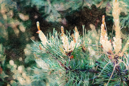 Pine Tree Blossom. Tree branches with yellow inflorescences covered with pollen. Digital watercolor...