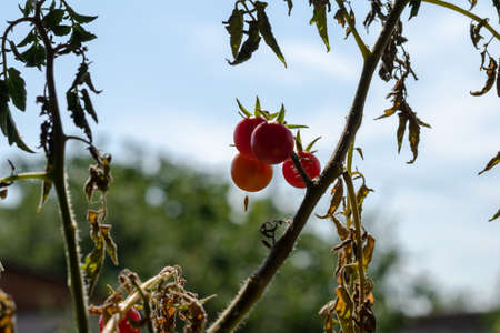 Ripe cherry tomatoes on a branch in the garden. Red vegetables against a blue sky. Gardening. Selective focus.の写真素材