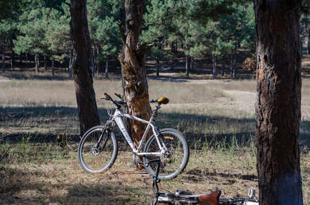 Bicycles in the woods. Two empty bikes. Rest while biking through a sunny autumn pine forest. Ukraine, Nikolaev - 10 01 2021のeditorial素材