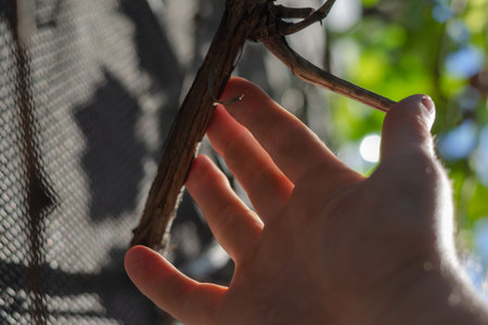 The hand touches the dry grapevine. A man is holding a branch of grapes without leaves. Winemaking. Selective focus.の写真素材