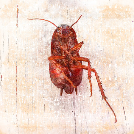 Brown cockroach close-up. Dead insect on a light background. Insect control. Services. Digital...