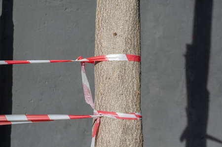 Red and white barrier tapes against the gray wall. Two ribbons are tied parallel to the trunk of a tree. Daytime, outdoors. Selective focus. No people.の写真素材