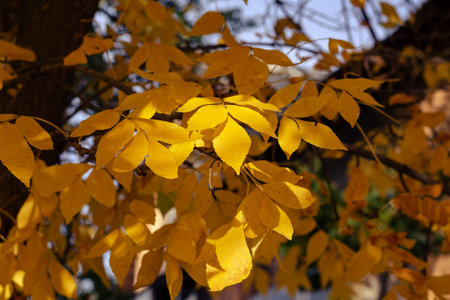 Leafy season. Yellow-orange ash leaves on tree branches. Close-up. Daylight hours. No people. Selective focus.の写真素材