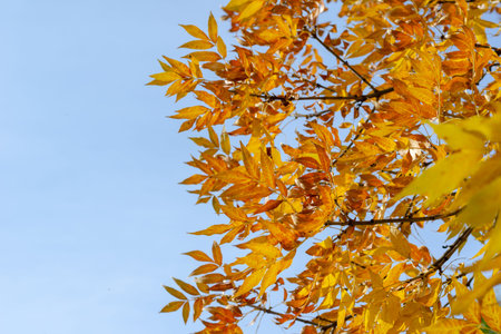 Leafy season. The yellow-orange leaves of the ash tree. Tree branches against the blue sky. Daytime....