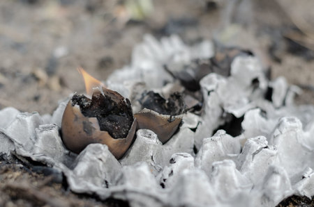 Burnt chicken eggs in the tray. Scorched chicken shells in ashes from cardboard egg tray. Close-up....