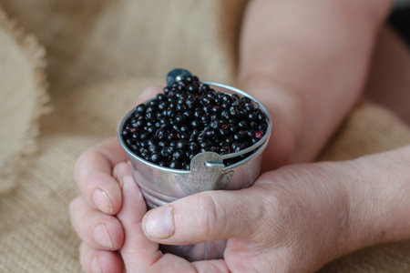 Hands hold a full bucket of ripe black elderberries. Sambucus nigra in metal bucket on burlap cloth....