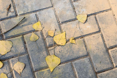 Yellow birch leaves on a gray sidewalk. Fallen autumn leaves. Digital watercolor painting.の写真素材