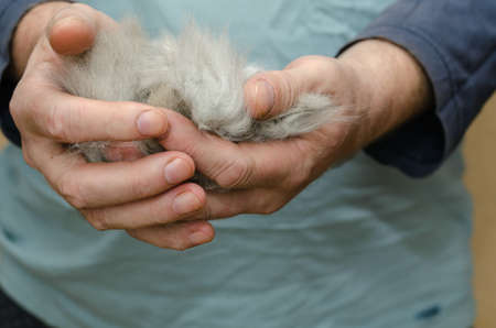 A man is holding a bundle of gray cat hair in his hands. A ball of tangled cat hair. Grooming. Pets. Selective focus.の写真素材