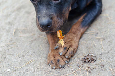 Defocus, blur, noise, grain effect. Black dog tearing up a fallen leaf with his teeth. Male Rottweiler lying on the sand. Holding fallen tree leaf with his front paws. Walk with pet. Selective focusの写真素材