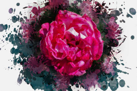 Pink rose top view. A single flower with delicate petals among random splashes and drops of turquoise paint. Digital watercolor painting.の写真素材