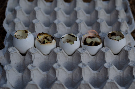 Empty eggshell candles burn in the egg tray. Five burning eggshells in a row. Selection trick.