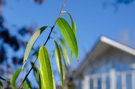 Blur, defocus, noise, grain effect. Green willow leaves in front of a cottage or townhouse. A sunny...