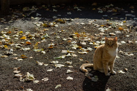 A full-length portrait of a ginger street cat. The adult animal sits on the ground among the fallen leaves. A sunny autumn day. Selective focus.の写真素材