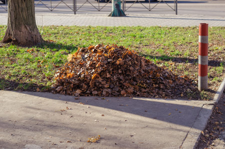 A pile of fallen leaves on the green lawn next to the anti-parking pole. Cleaning up the streets and...