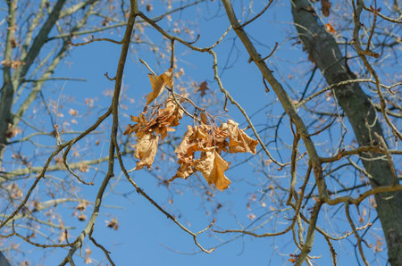 Close-up of the wood ash tree seeds on a branch. Clusters of brown dried seeds on a tree in a city...
