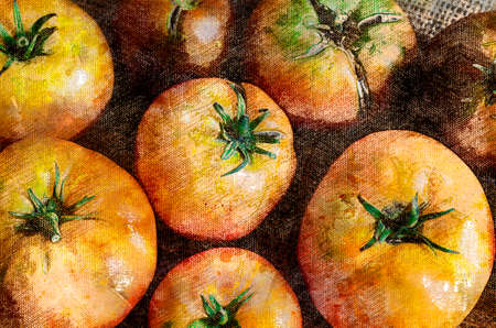 Vegetable harvest season. Ripe tomatoes. Homegrown food. Digital watercolor painting.の写真素材