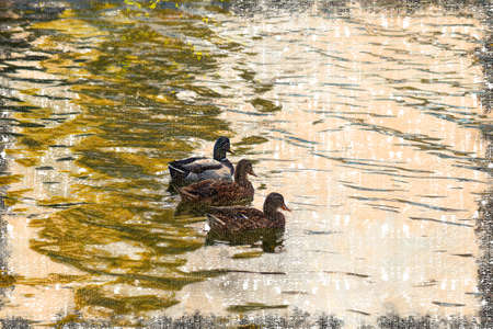 Three ducks swimming in a pond. A drake and two females on an undulating water surface. Natural habitat. Digital watercolor painting.の写真素材