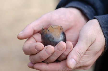 A burnt chicken egg in the hands of a man. Person holding a burnt chicken egg shell. Selective Focus.の写真素材