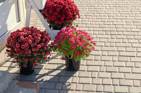 Decorative red flowers in pots at the entrance to a flower store. Various asters for the garden. Daytime. Selective focus.の写真素材