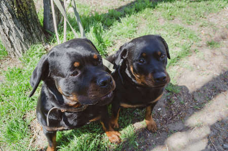 Rottweilers. Two dogs on leashes tied to a tree trunk. Male and female. Pets. Selective focus.の写真素材