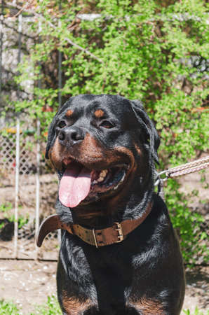 Male Rottweiler. Pet. Selective focus.の写真素材