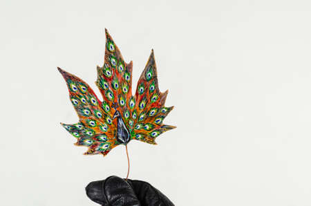 Painted peacock on a fallen leaf. A hand in a black leather glove holds a leaf with a beautiful drawing of the beautiful bird. Indoors. Selective focus.の写真素材