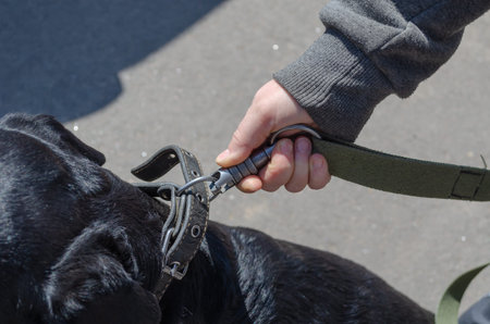 Close-up of a woman's hands fastening an unbreakable carabiner to her dog's collar. The owner...