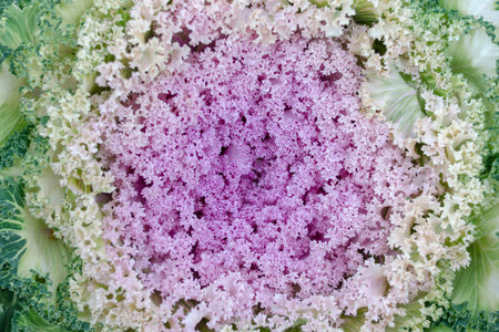 Ornamental kale in the backyard or farmer's bed. A colorful vegetable. Selective Focus.