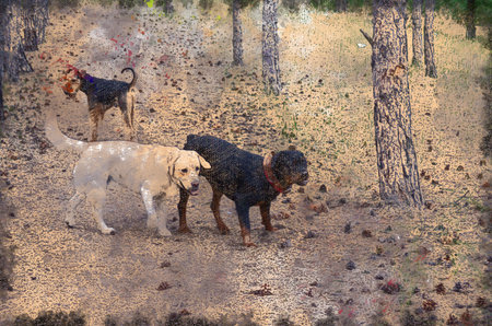 Pets frolicking in the woods or park. Three dogs. Labrador, Airedale Terrier and Rottweiler. Digital...