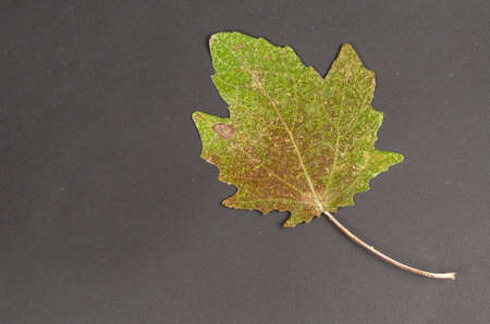 Green-brown fallen poplar leaf on a black background. close-up. selective focus.の写真素材