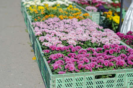 Different varieties of ornamental flowers at the farmer's fair. Colorful chrysanthemums, daisies and other flowers. Floriculture. street trade. selective focus.の写真素材