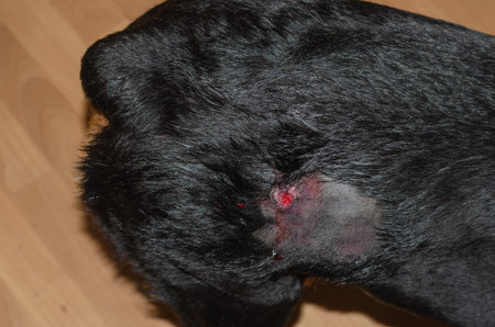 The back of a black dog with hair clipped around a bleeding wound. Superficial abscess in animals. A...
