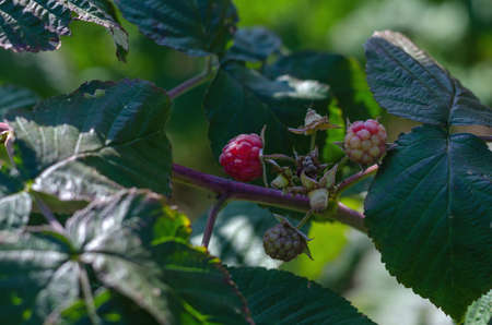 Raspberries on branches. Red raspberries ripening on the farmer's bed. Growing berries. selective focus.の写真素材