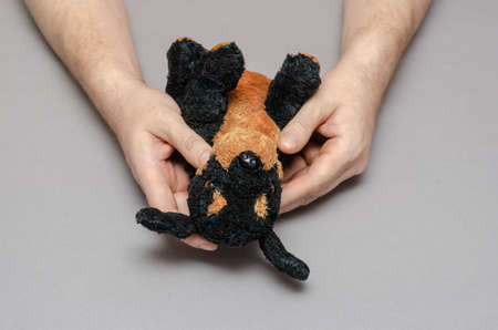 A middle-aged man's hands hold a stuffed toy dog against a gray background. A small black and brown children's toy. indoors. selective focus.の写真素材