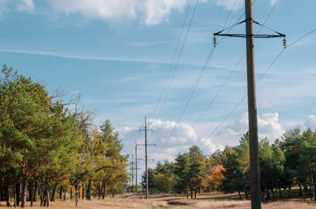 A line of high poles in a pine forest. High concrete poles in the clearing among the conifers. daytime. selective focus.の写真素材