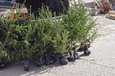 Farmer's Outdoor Gardening Fair. Evergreen tree seedlings at the Farmer's Fair. Young trees with roots wrapped in wrapping plastic. street trading. selective focus.の写真素材