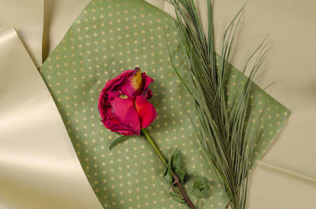 Dying flower and palm branch on cream and green background. Fading red rose with crumbling petals. top view. selective focus.の写真素材
