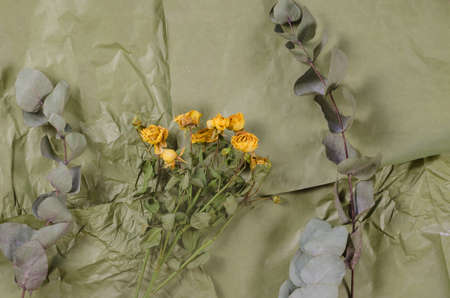 Yellow fading roses and eucalyptus branches on a colored uneven background. top view. selective focus.の写真素材