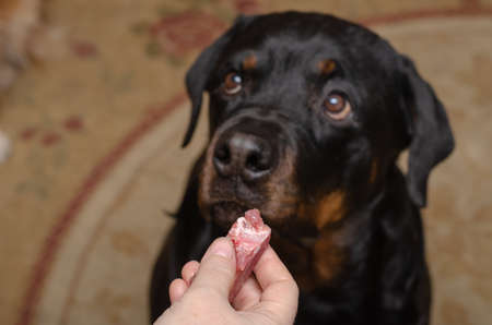 A woman's hand holds a piece of raw meat in front of the black dog's head. Small piece of meat for a female Rottweiler. The pet sits on the carpet on the floor of the living room. selective focus.の写真素材