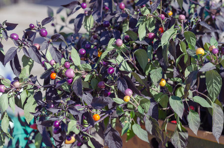 Lilac and yellow berries of nightshade on the branches of the plant. Close-up of nightshade...