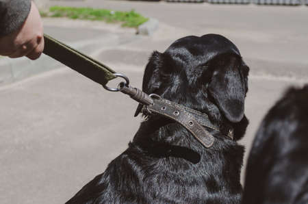 Close-up of a woman's hands holding a dog on a leash. Owner with a female Rottweiler on a walk. daytime. selective focus.の写真素材