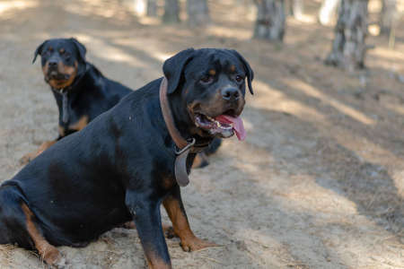 Two big black dogs sit on a path in the woods. A male and a female Rottweiler rest while hiking. Without leashes. Pets. no people. selective focus.の写真素材
