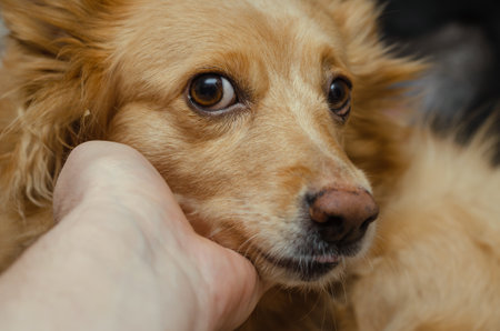 Portrait of a red mixed breed dog. The adult pet's head lies in the open palm of a man's hand. close-up. selective focus.の写真素材